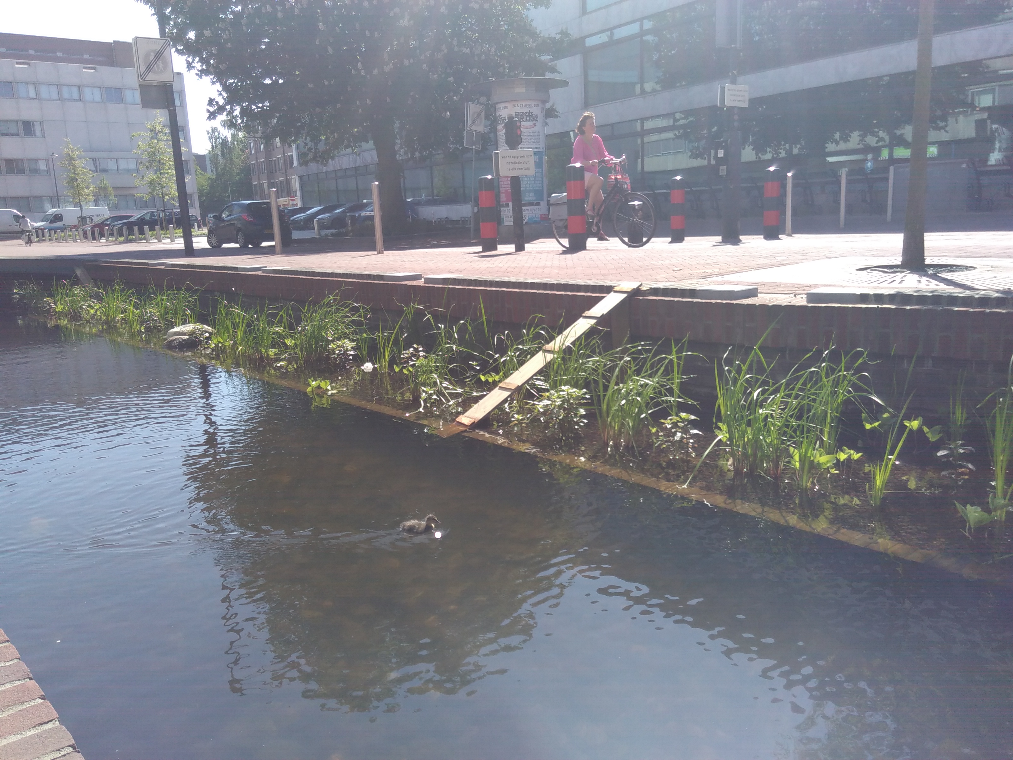 Eendjes Sint Jansbeek Arnhem