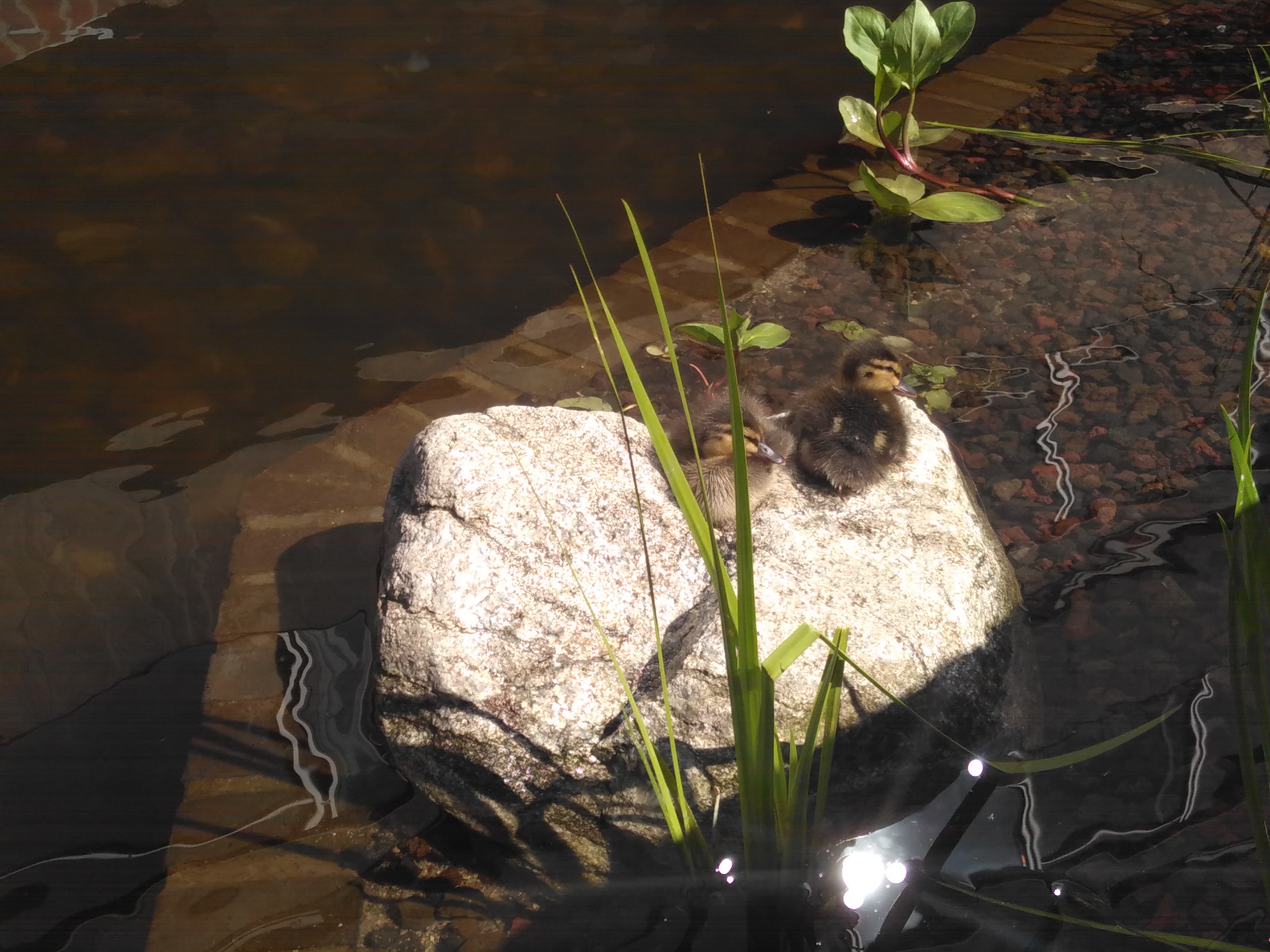 Eendjes Sint Jansbeek Arnhem