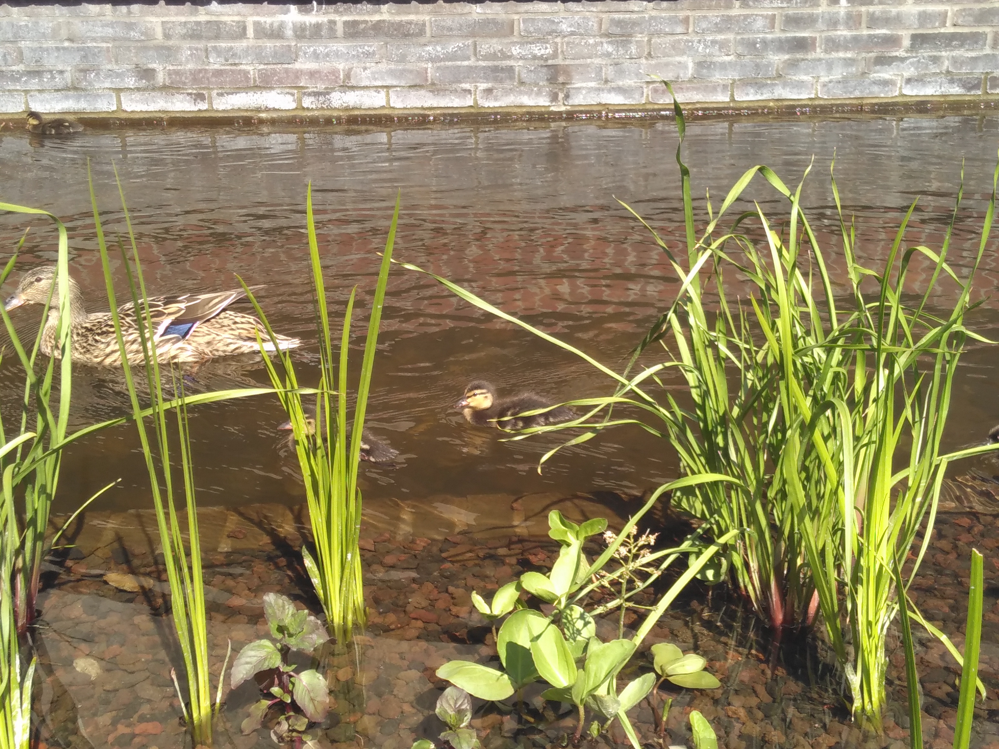 Eendjes Sint Jansbeek Arnhem