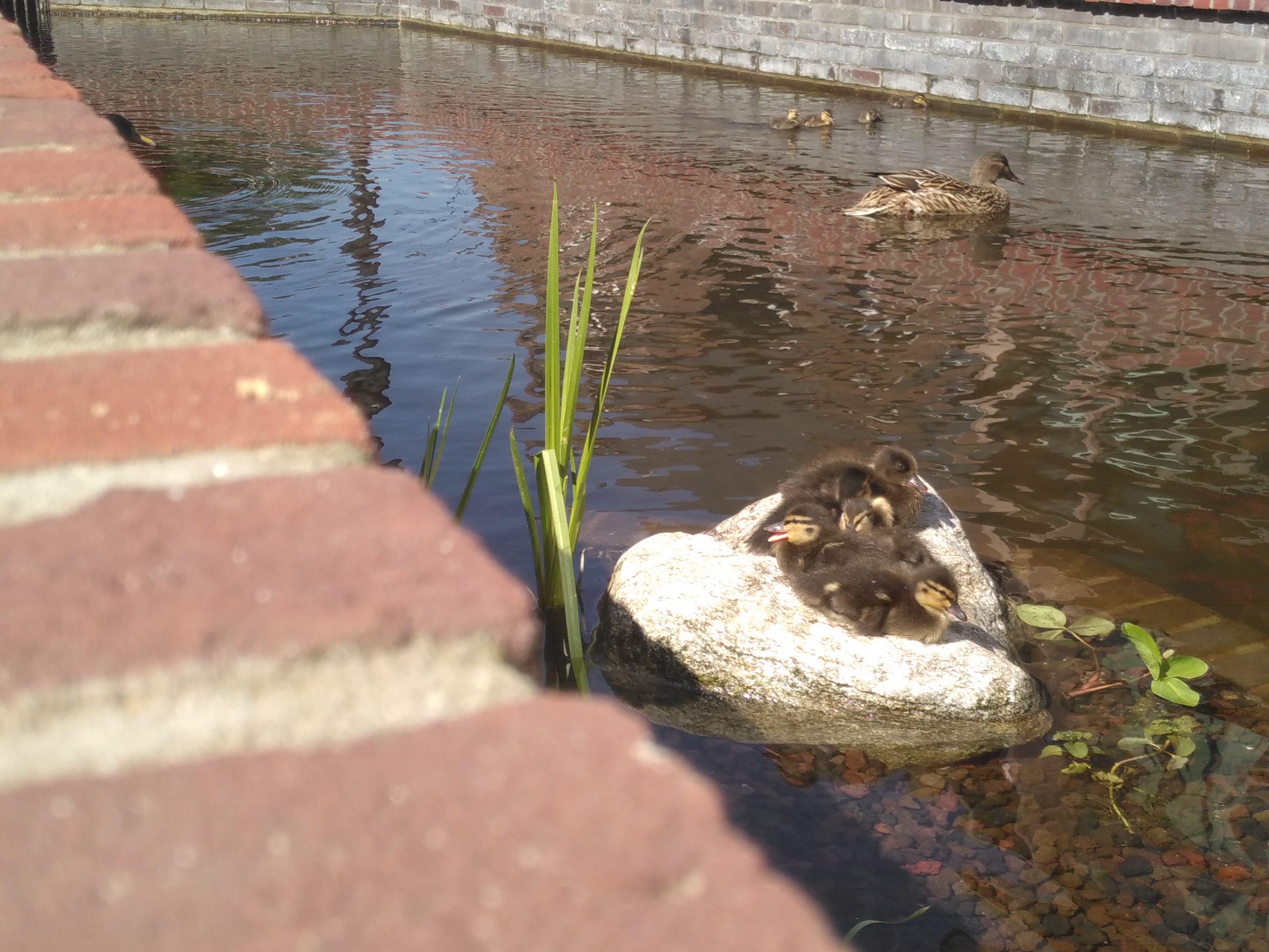 Eendjes Sint Jansbeek Arnhem